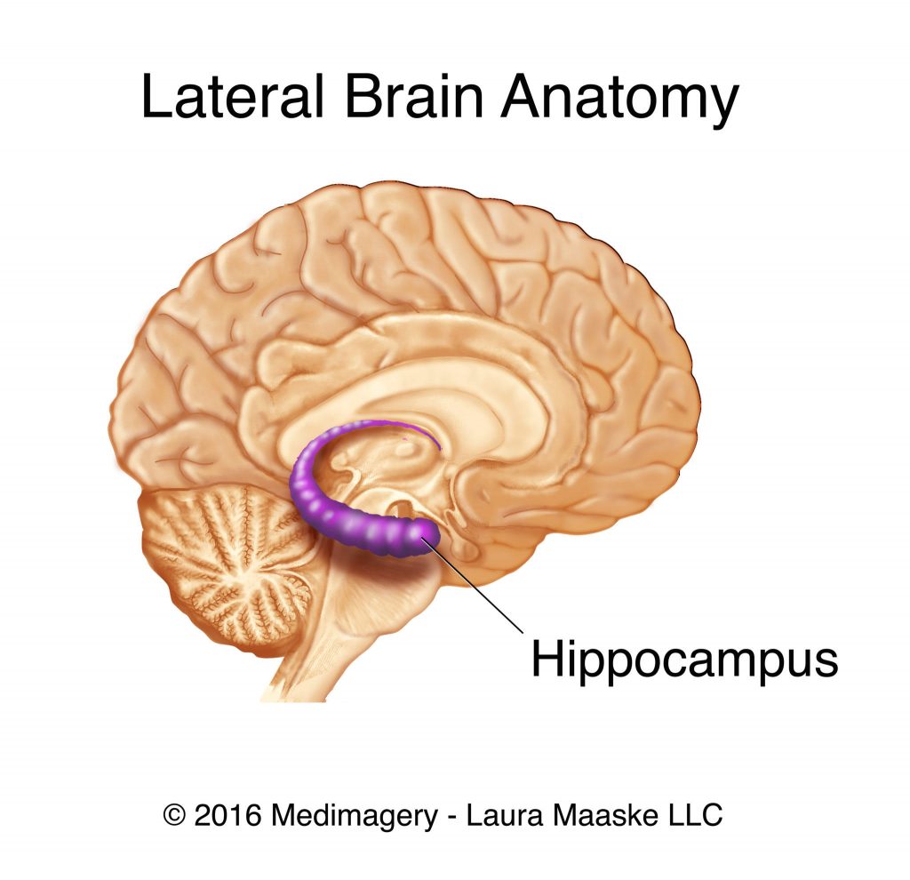 location-hippocampus-lateral-brain-slice