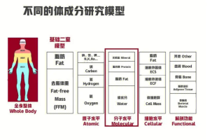 人体成分分析仪